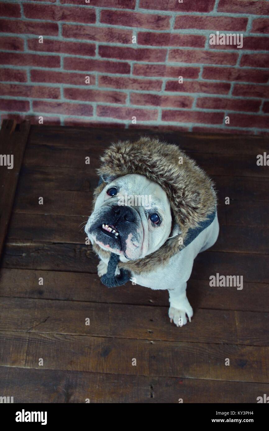 Porträt der französischen Bulldogge mit einem Winter hat Stockfoto