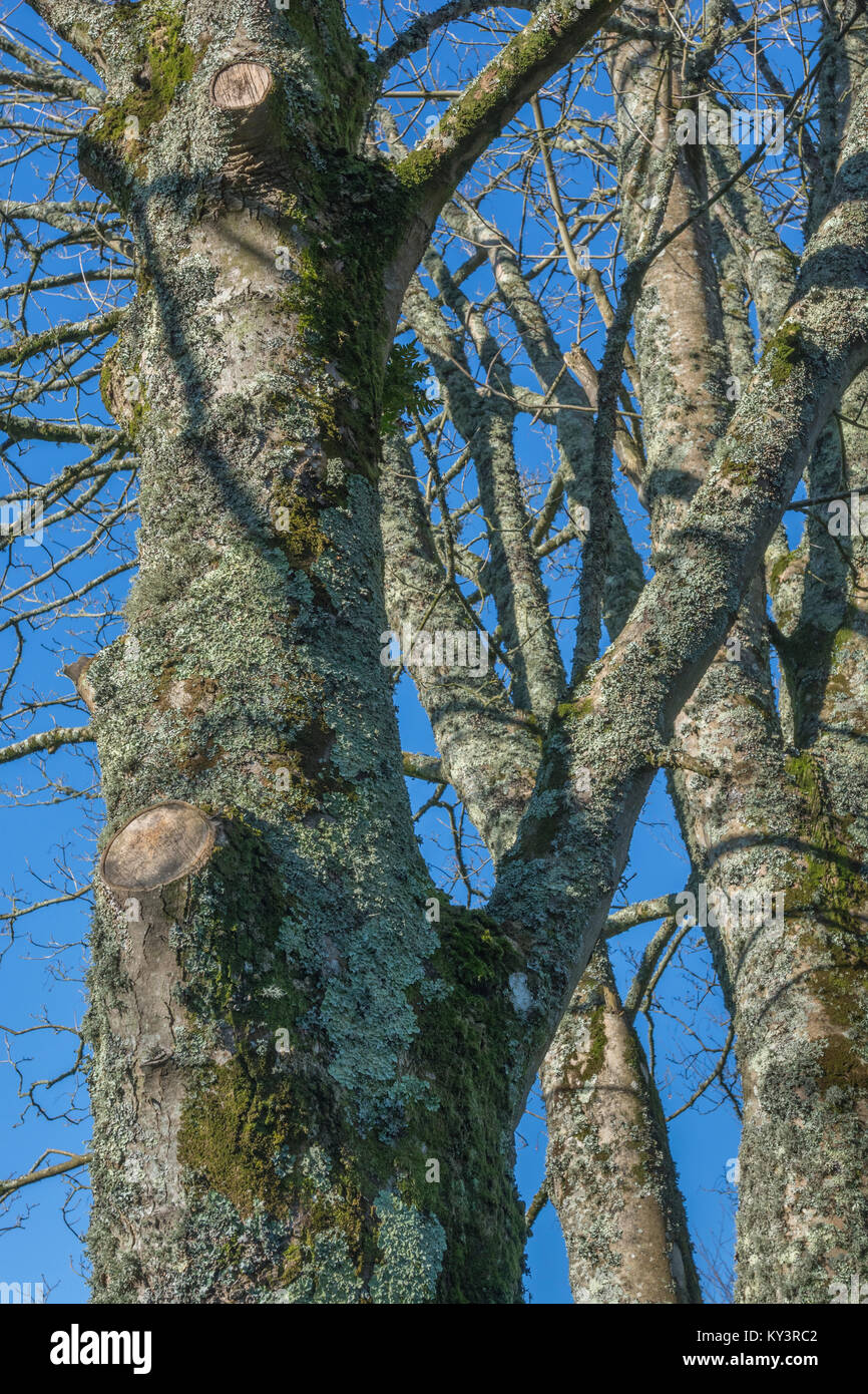 Flechten bedeckten Baumstamm in hellen Wintersonne. Stockfoto