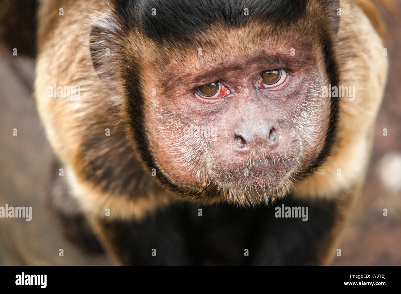Von oben nach unten Kopf und Schultern geschossen von einem Schwarzen, schneebedeckten Kapuziner Affen, Sapajus apella, an der Edinburgh Zoo. 02. Mai 2013 Stockfoto