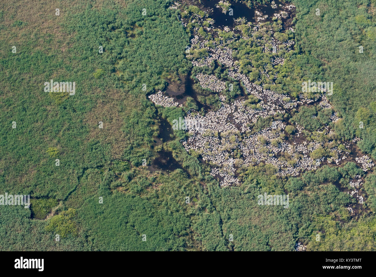 Luftbild Luftbild über Weiße Pelikane Kolonie (Rosca - buhaiova), im Donaudelta, Rumänien Stockfoto