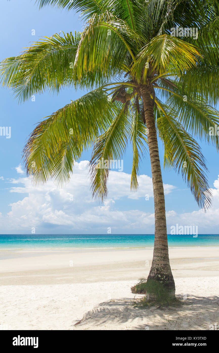 Palmen am tropischen Strand auf Koh Kood Insel in Thailand Stockfoto
