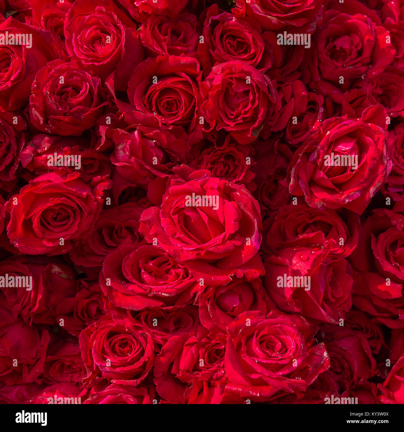 Schöne rote Rosen mit Regentropfen Stockfoto