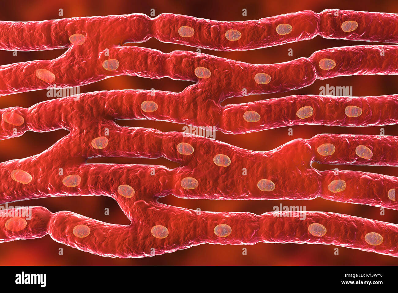 Herzmuskel Struktur, computer Abbildung. Herzmuskel besteht aus Spindelförmige Zellen in unregelmäßigen Bundles zusammengefasst. Grenzen zwischen den einzelnen Zellen sind schwach sichtbar. Jede Zelle enthält einen Kern, sichtbar als dunkle Flecken. Herzmuskel ist eine spezialisierte Muskelgewebe, die regelmäßig und kontinuierlich ohne ermüdenden Vertrag kann. Stockfoto