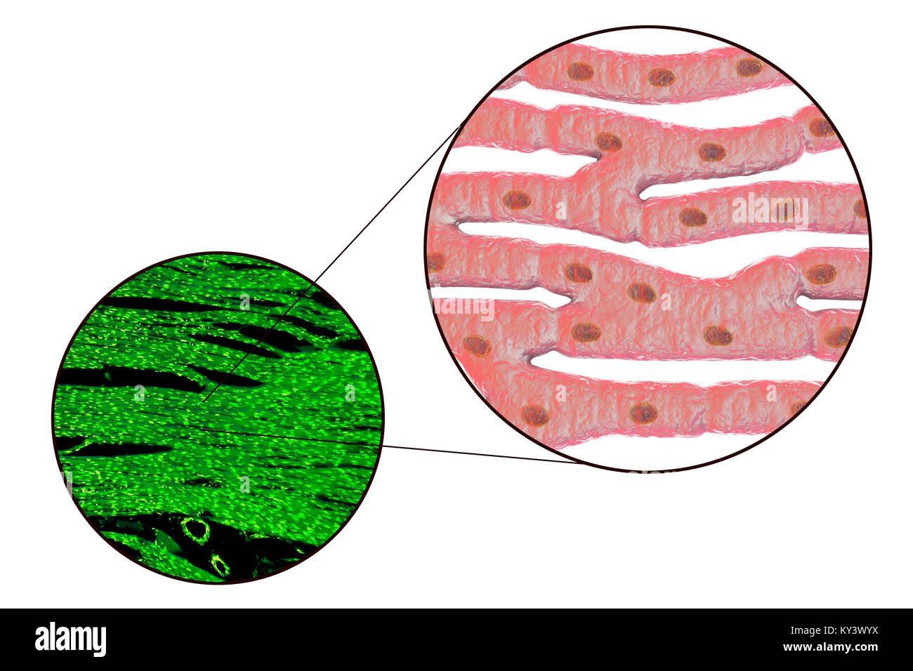 Herzmuskel Struktur, Computer Bild und Licht schliffbild. Herzmuskel besteht aus Spindelförmige Zellen in unregelmäßigen Bundles zusammengefasst. Grenzen zwischen den einzelnen Zellen sind schwach sichtbar. Jede Zelle enthält einen Kern, sichtbar als dunkle Flecken. Herzmuskel ist eine spezialisierte Muskelgewebe, die regelmäßig und kontinuierlich ohne ermüdenden Vertrag kann. Stockfoto