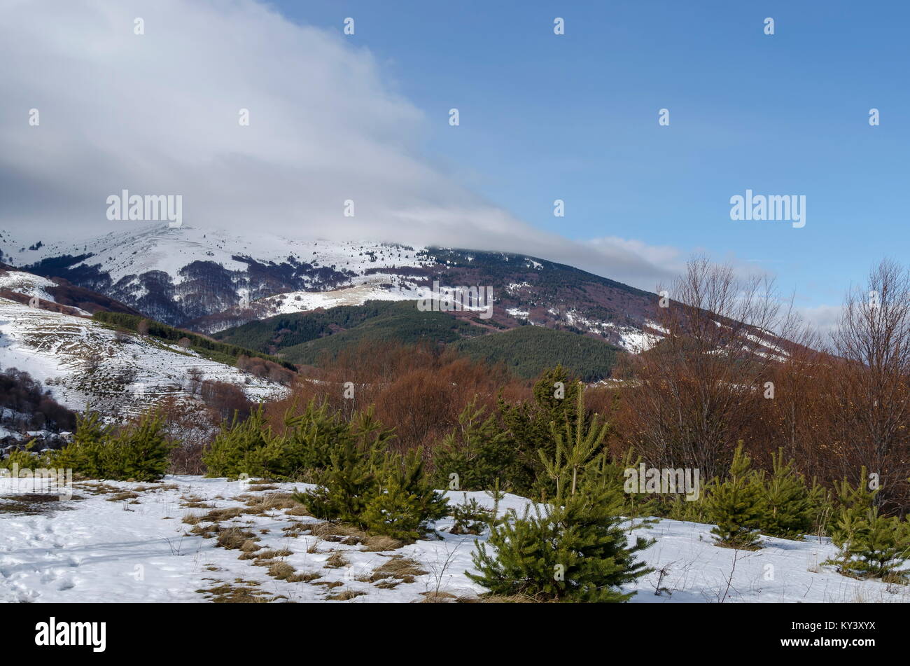 Majestätischen Blick auf bewölkter Himmel, im Winter die Berge, verschneite Lichtung, Wohnviertel, Nadel- und Laubwald von Plana in Richtung Berge Vitosha Berg Stockfoto