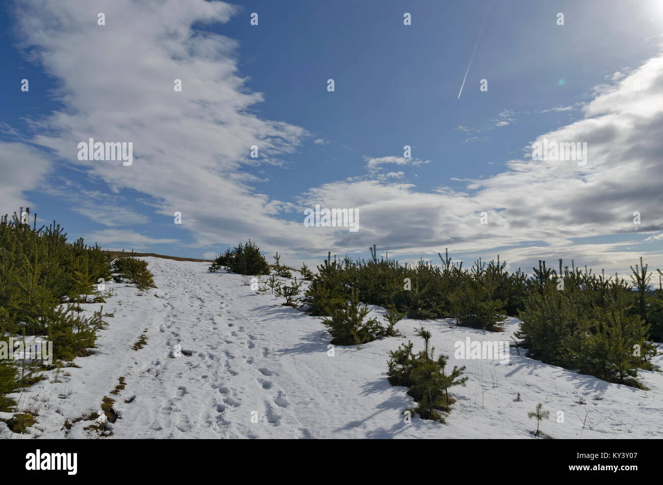 Majestätischen Blick auf bewölkter Himmel, im Winter die Berge, verschneite Lichtung, Nadelwald in Plana Berg, Bulgarien, Europa Stockfoto
