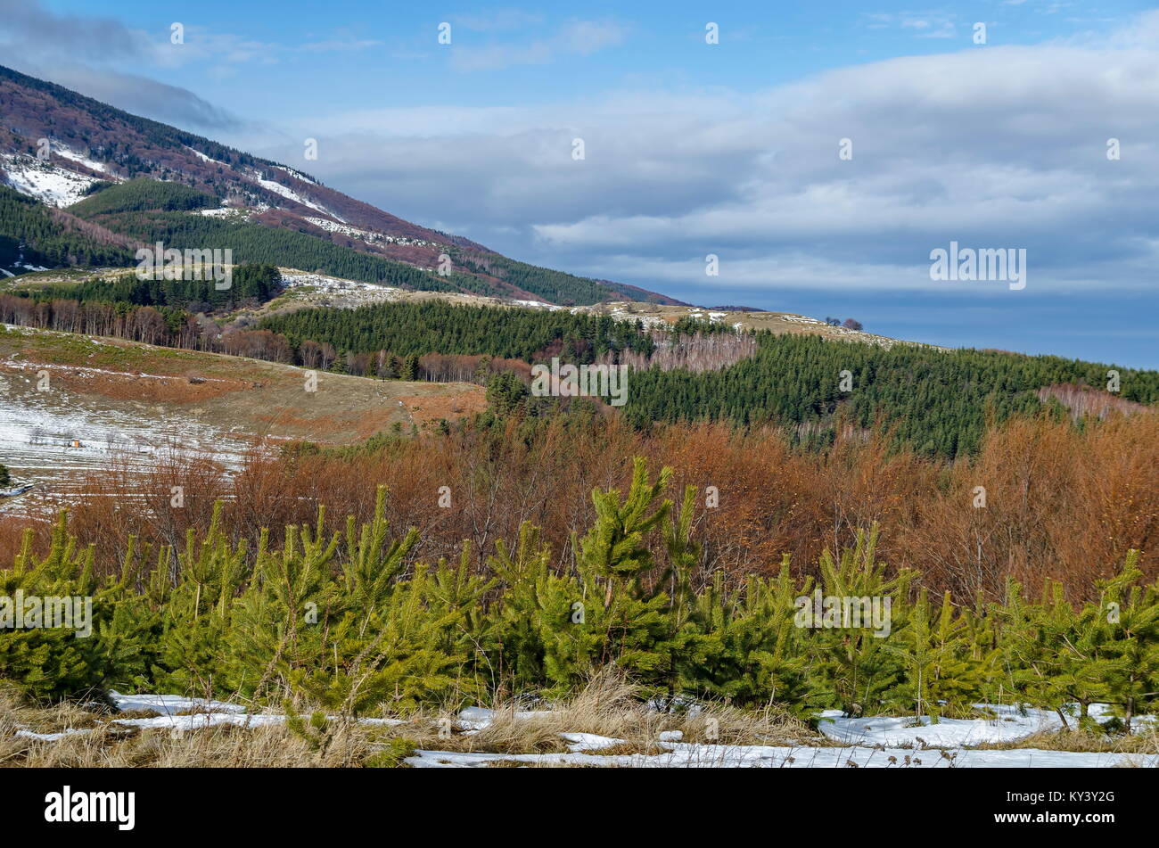 Majestätischen Blick auf bewölkter Himmel, im Winter die Berge, verschneite Lichtung, Nadel- und Laubwald von Plana Berg in Richtung Berg Vitosha, Bulgariens, Europa Stockfoto