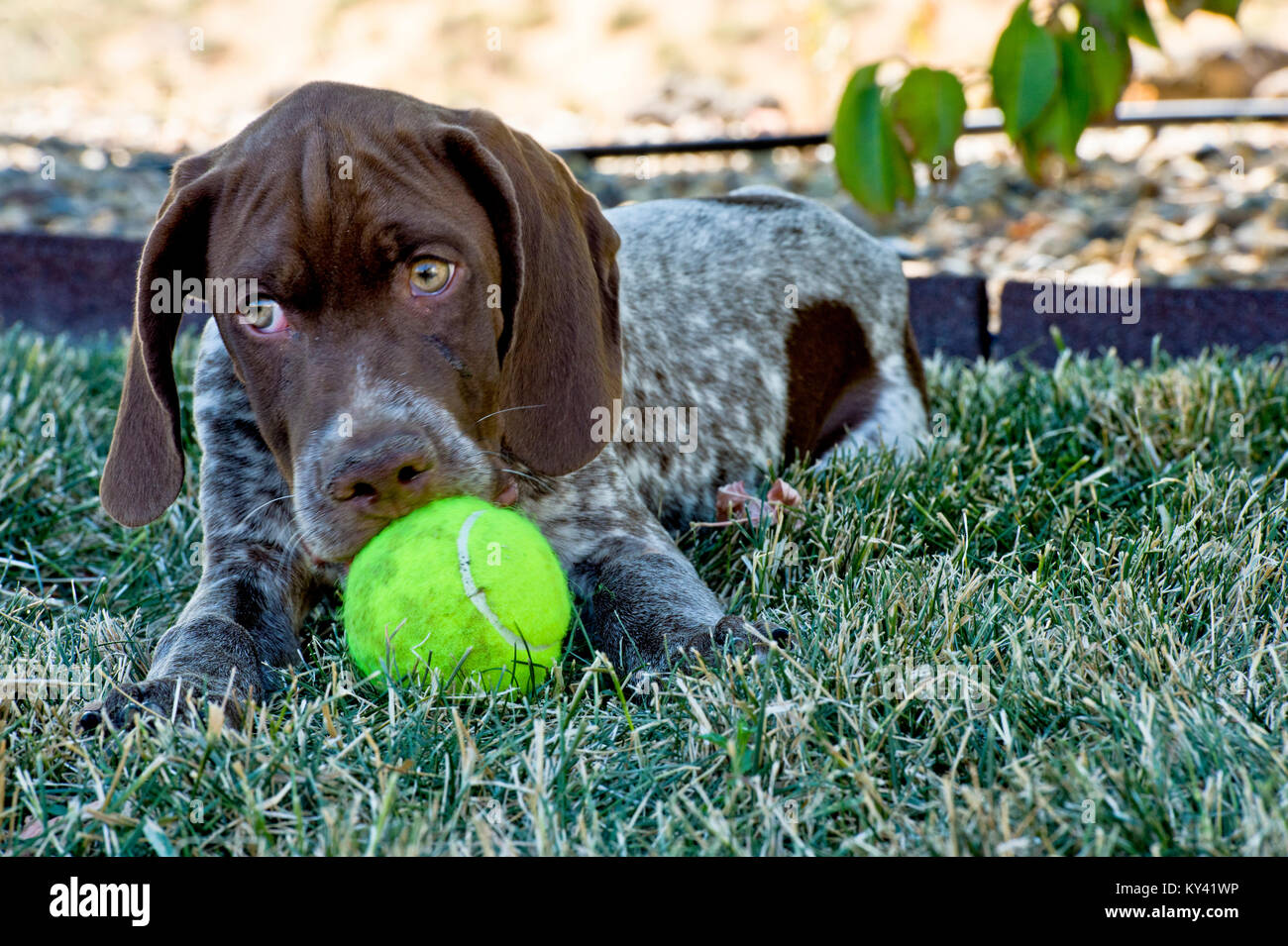 Zwei Monate alten Braque Francais Welpe mit Tennis ball Stockfoto