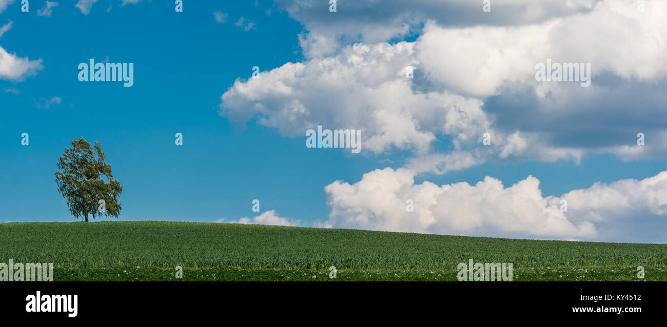 Allein Birke am Horizont. Betula. Einsamer Baum im Grünen cornfield. Unter einem blauen Himmel mit weißen Wolken. Stockfoto