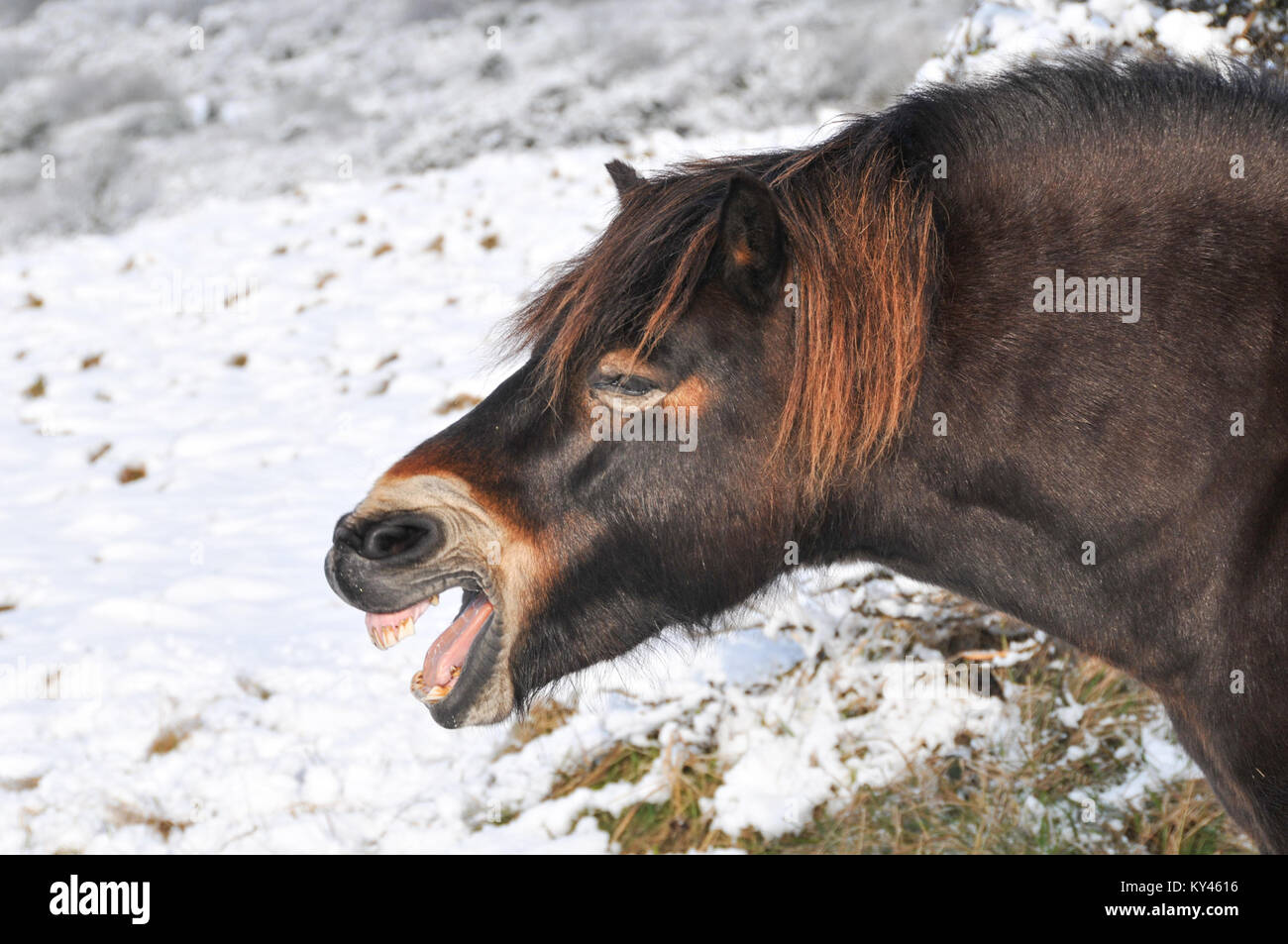 Exmoor Pony in einer verschneiten Landschaft erscheinen, die ein gutes Lachen Stockfoto