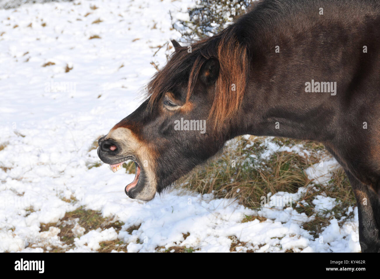 Exmoor Pony in einer verschneiten Landschaft erscheinen, die ein gutes Lachen Stockfoto