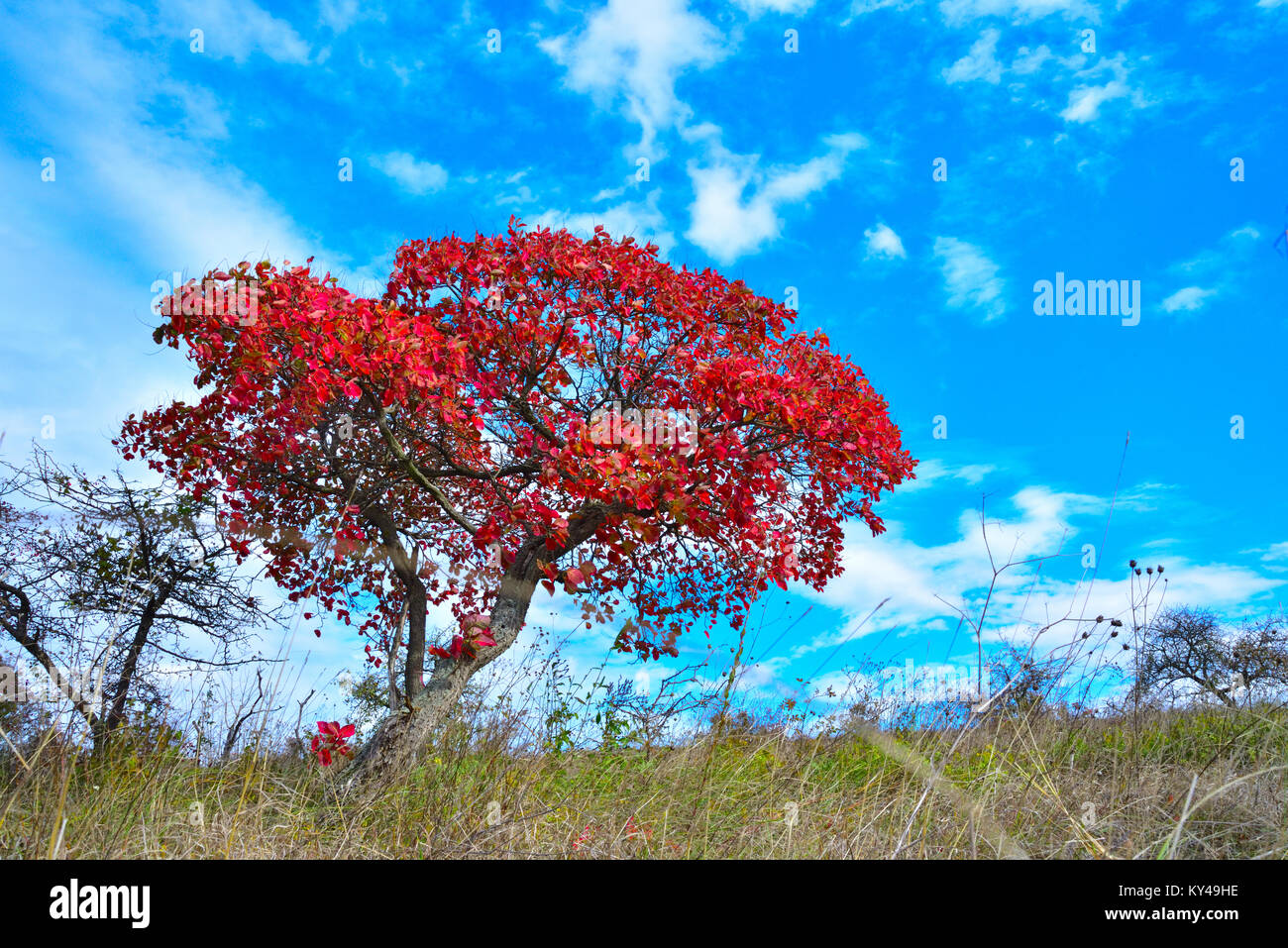 Europäischen Smoketree (Cotinus coggygria), im Spätherbst, mit spektakulären rote Blätter Stockfoto