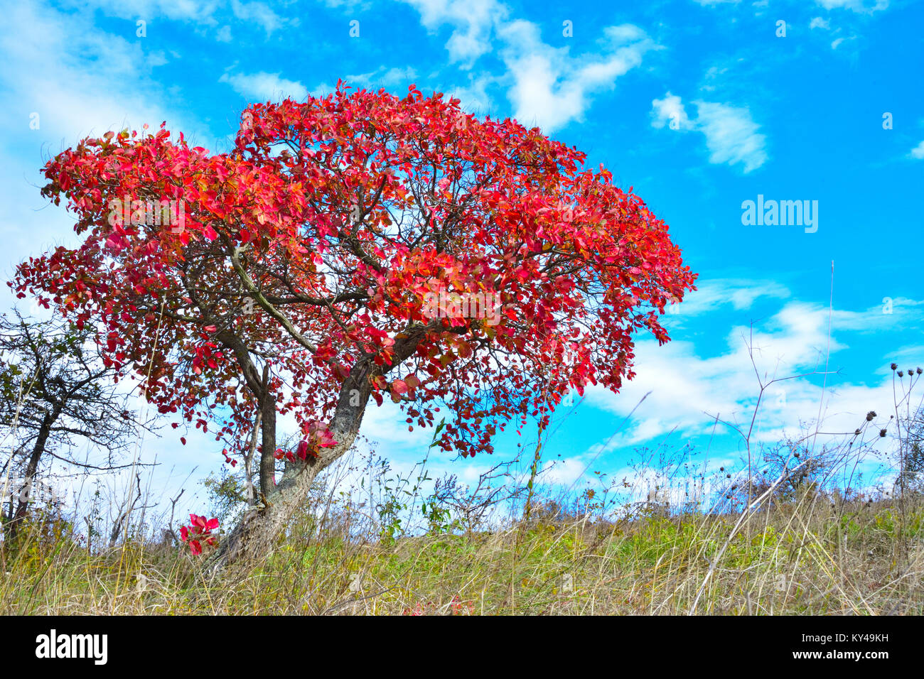 Europäischen Smoketree (Cotinus coggygria), im Spätherbst, mit spektakulären rote Blätter Stockfoto
