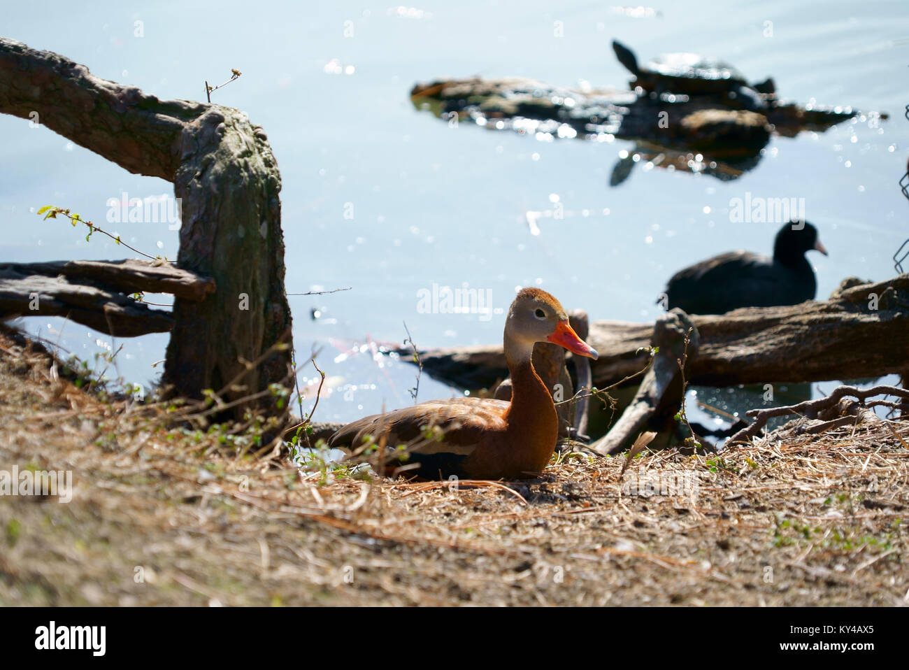 Braune Vogel mit orangefarbenen Schnabel liegt am Ufer an einem See Stockfoto