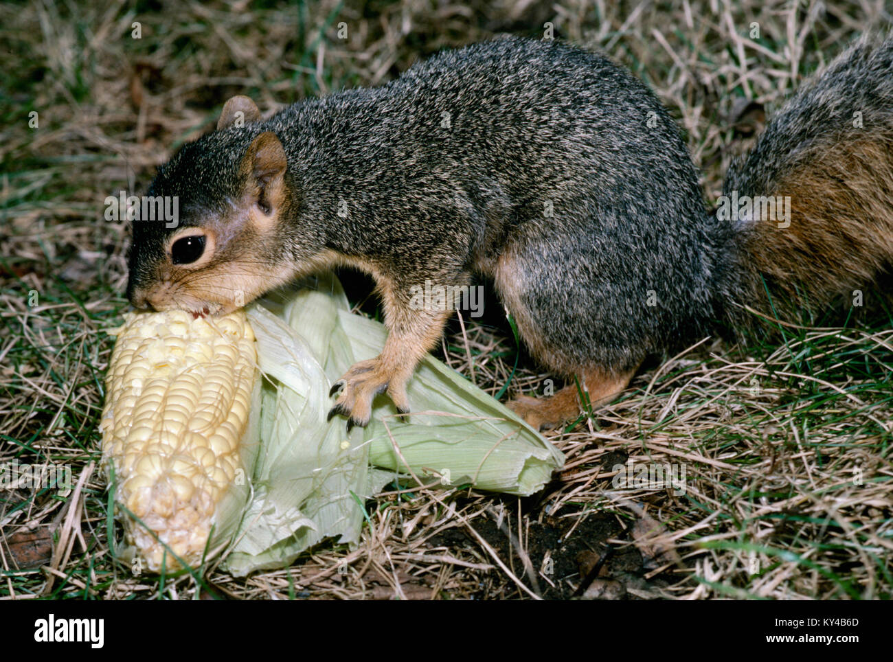 Das junge graue Eichhörnchen, Sciuridae, isst Mais auf dem Kolben im Gras, USA Stockfoto