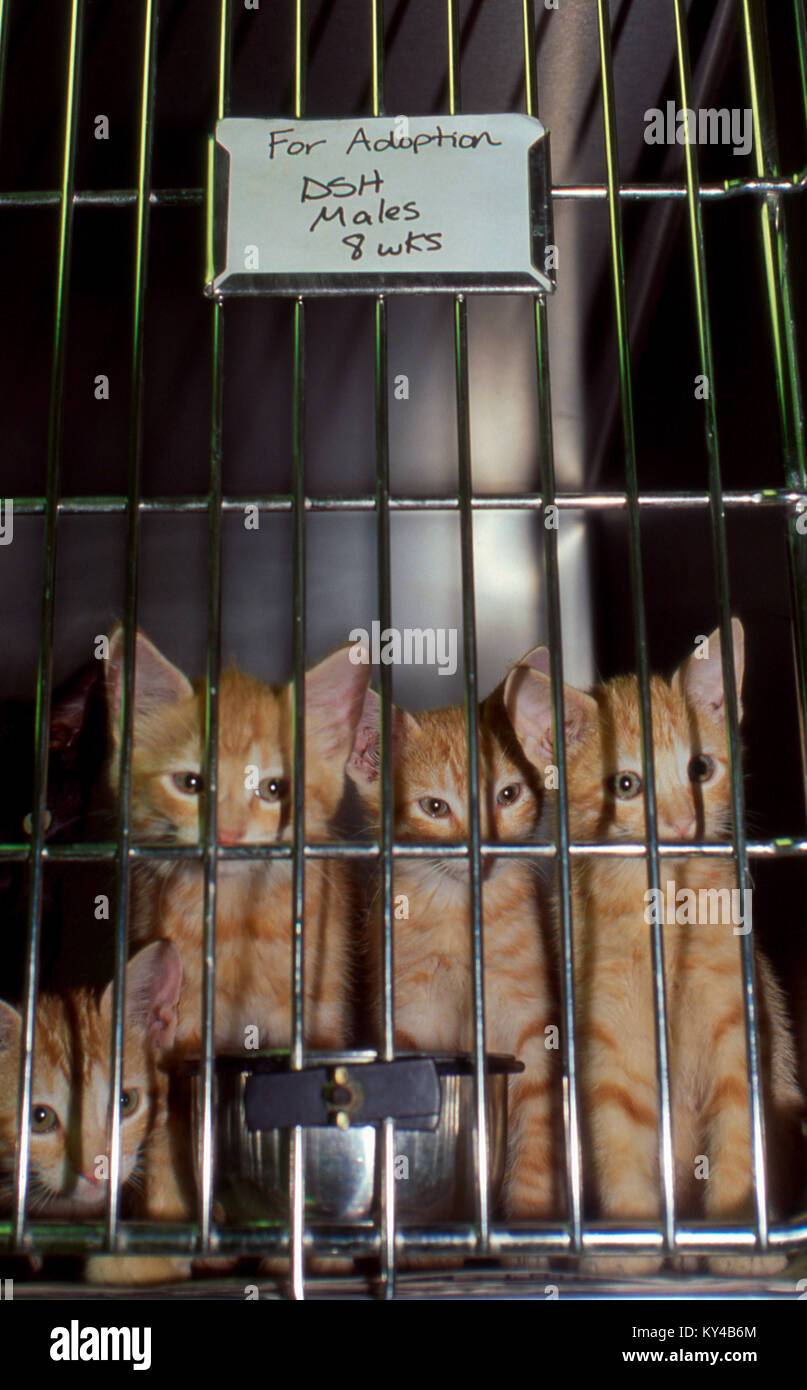 Orange Tabby Kätzchen, Felis catus, zur Adoption im Käfig in einem Tierheim in Missouri, USA Stockfoto