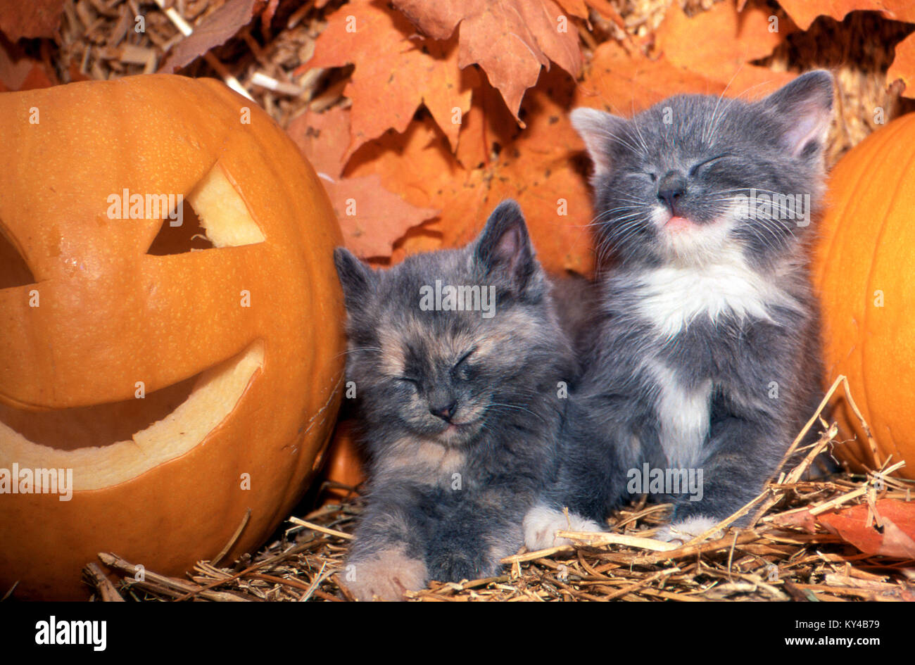 Zwei verschlafene graue Kätzchen, Felis catus, schlafen in einer Herbstscheune in Missouri, USA Stockfoto