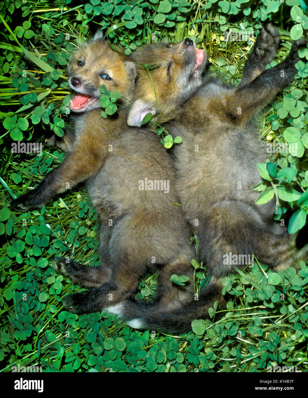 Brüder sind am meisten Spaß - Red Fox, Vulpes vulpes, Kits im Gras lachen, Midwest USA Stockfoto