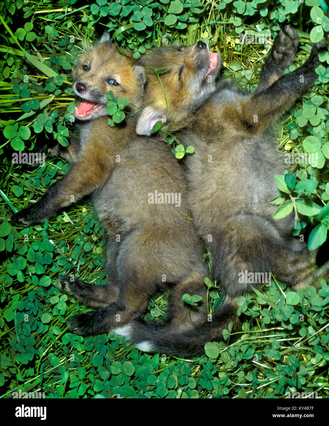 Brüder zusammen, zwei junge Rotfuchse, Vulpes vulpes, Kits, die im Gras lachen, Mittlerer Westen der USA Stockfoto