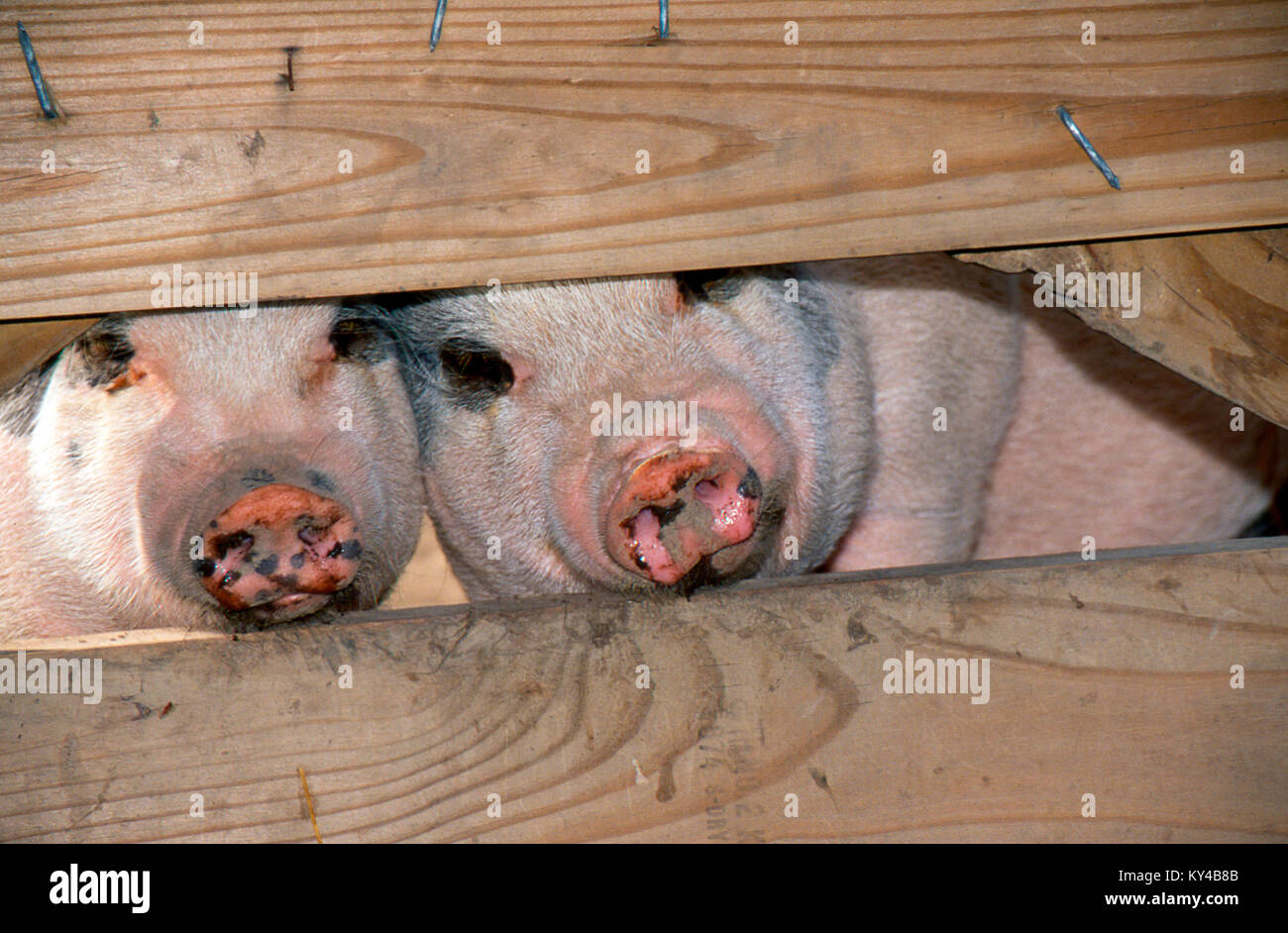 Zwei Schweine, Sus, Peek durch Bauernhof Zaun Stockfoto