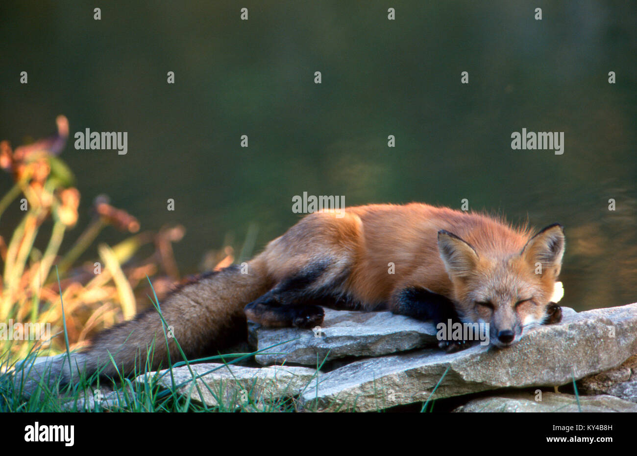 Junge rote Fuchs, Vulpes vulpes, schlafen am See auf Rock am Nachmittag Stockfoto