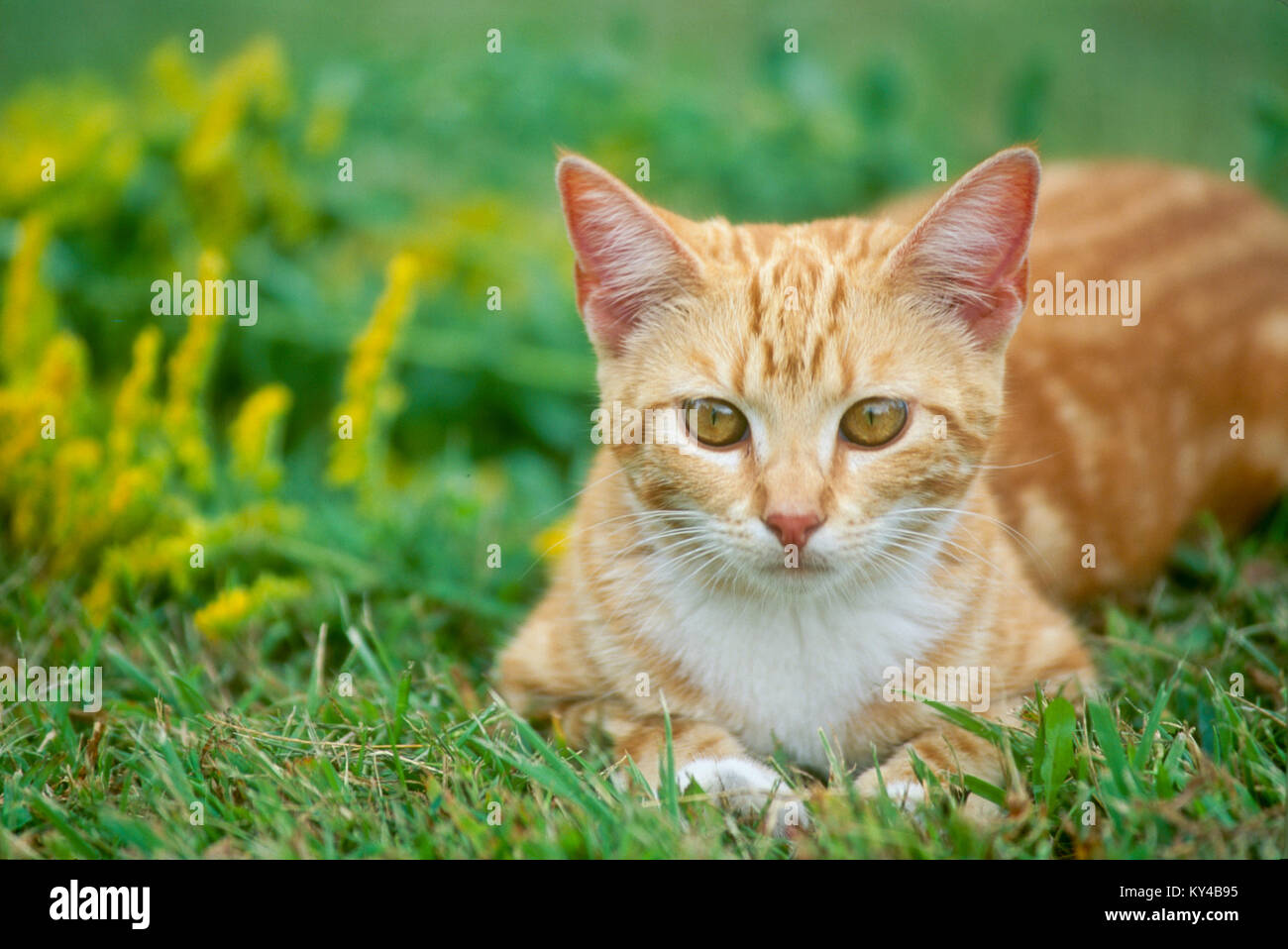 Tiger cat, Felis catus, Katze im Gras in der Nähe von Yellow goldrute Blumen, Sommer, Mittelwesten, USA Stockfoto
