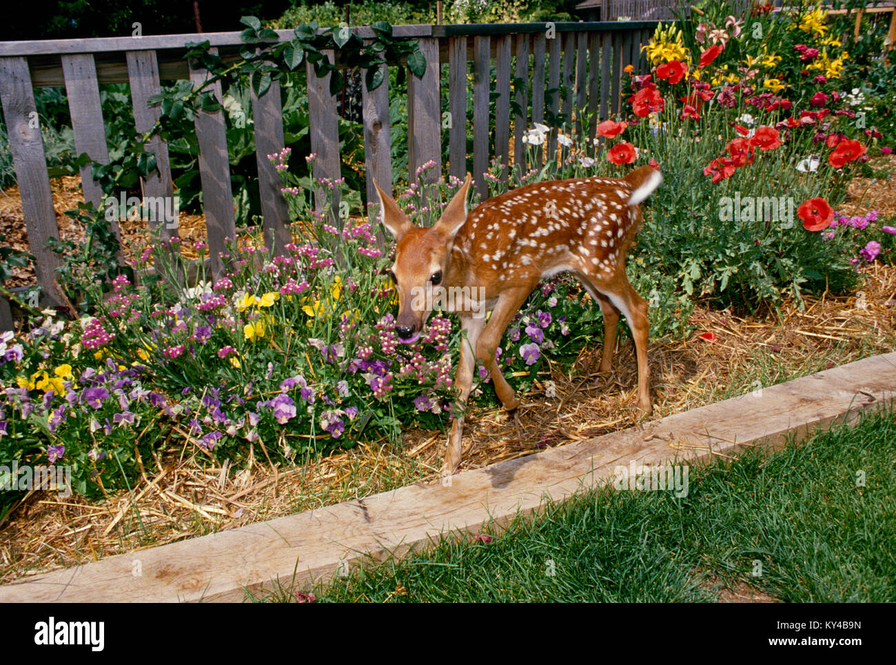 Baby Weißschwanzhirsch, Rehkitz, Odocoileus virginianus, isst die Stiefmütterchen im blühenden Sommerblumengarten in Missouri Stockfoto
