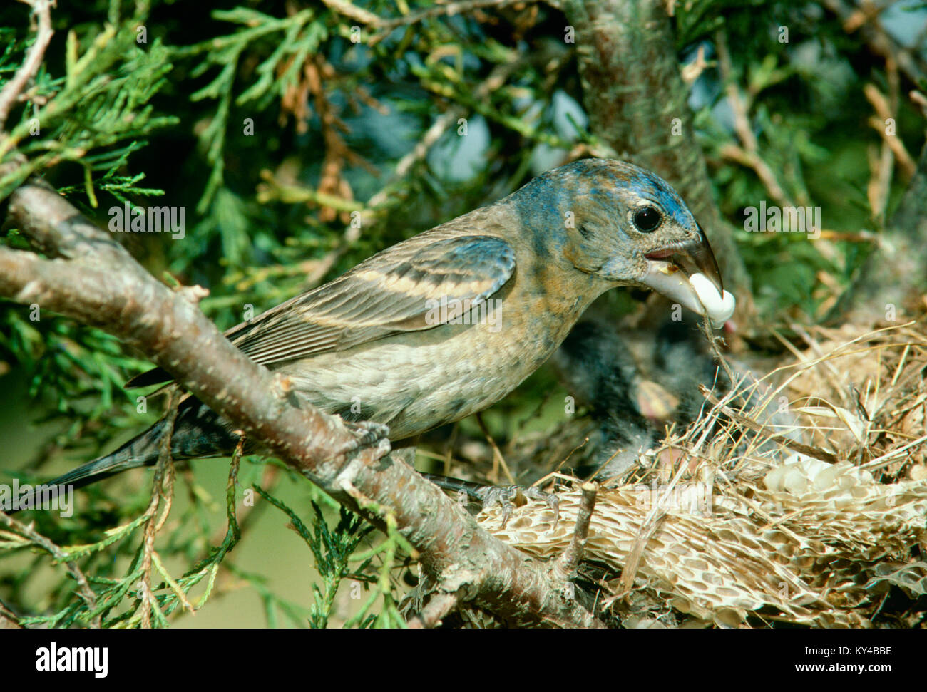 Weibliche Blue Grosbeak Mutter, Passerina caerulea, fäkale sac von nestlingen in ungewöhnlichen Nest - Stroh- und Schlangenleder in immergrünen Baum. Stockfoto