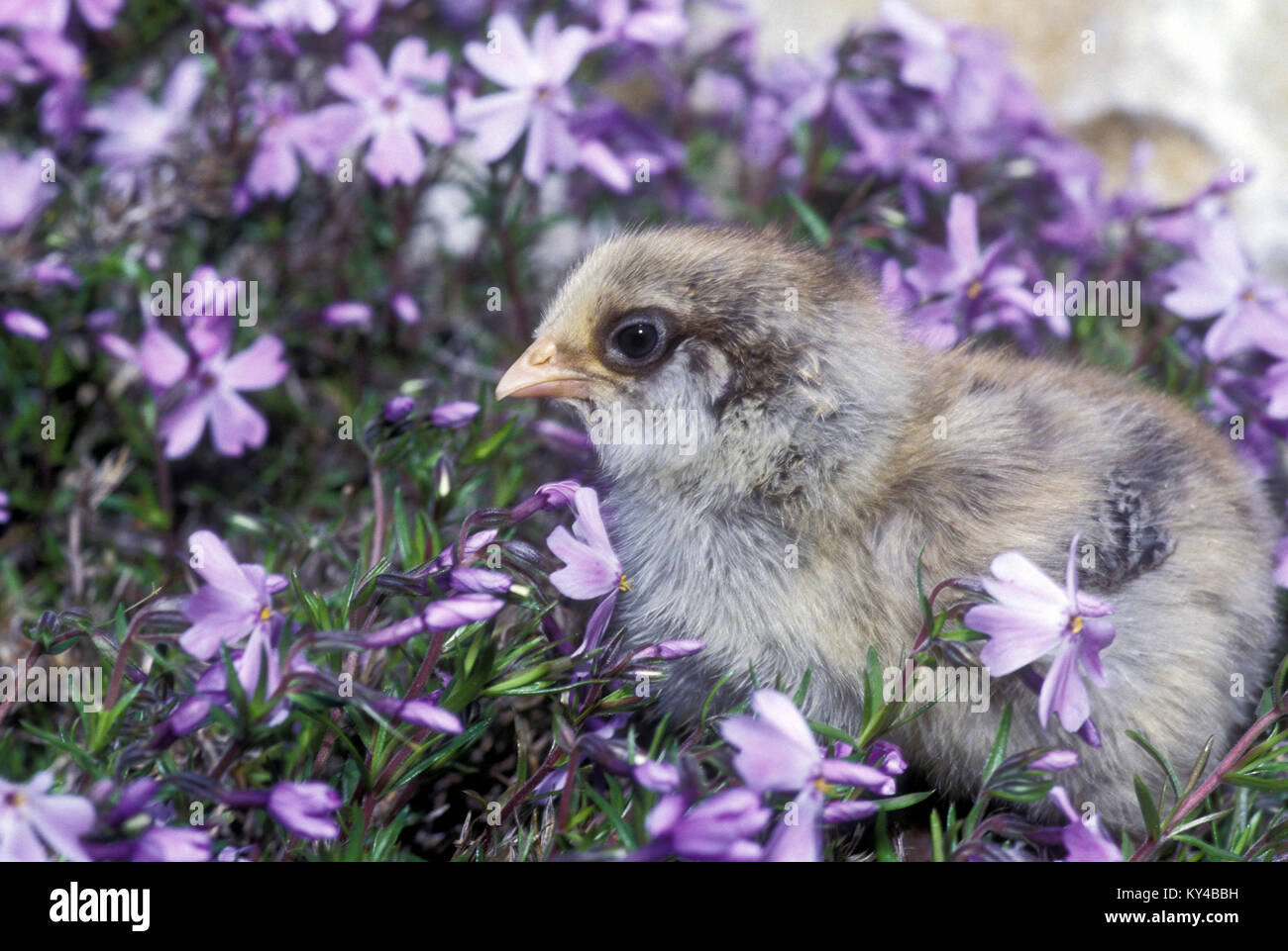 Adorable graue Küken (Gallus gallus) in Lavendel Phlox (Phlox stolonifera) im Frühling, Missouri, USA. Stockfoto