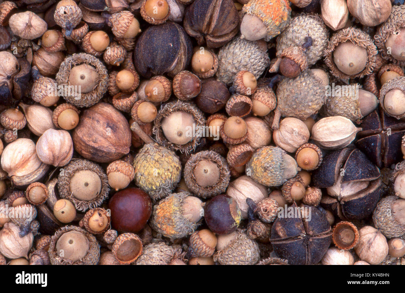 Gemischte Eicheln Und Nusse In Der Schale Close Up Usa Stockfotografie Alamy