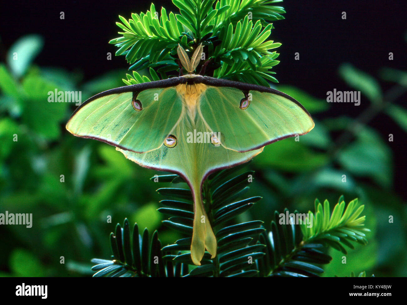 Luna Moth, nearktischen Faunenregion Saturniid, auf Eibe Zweig, Missouri, USA Stockfoto