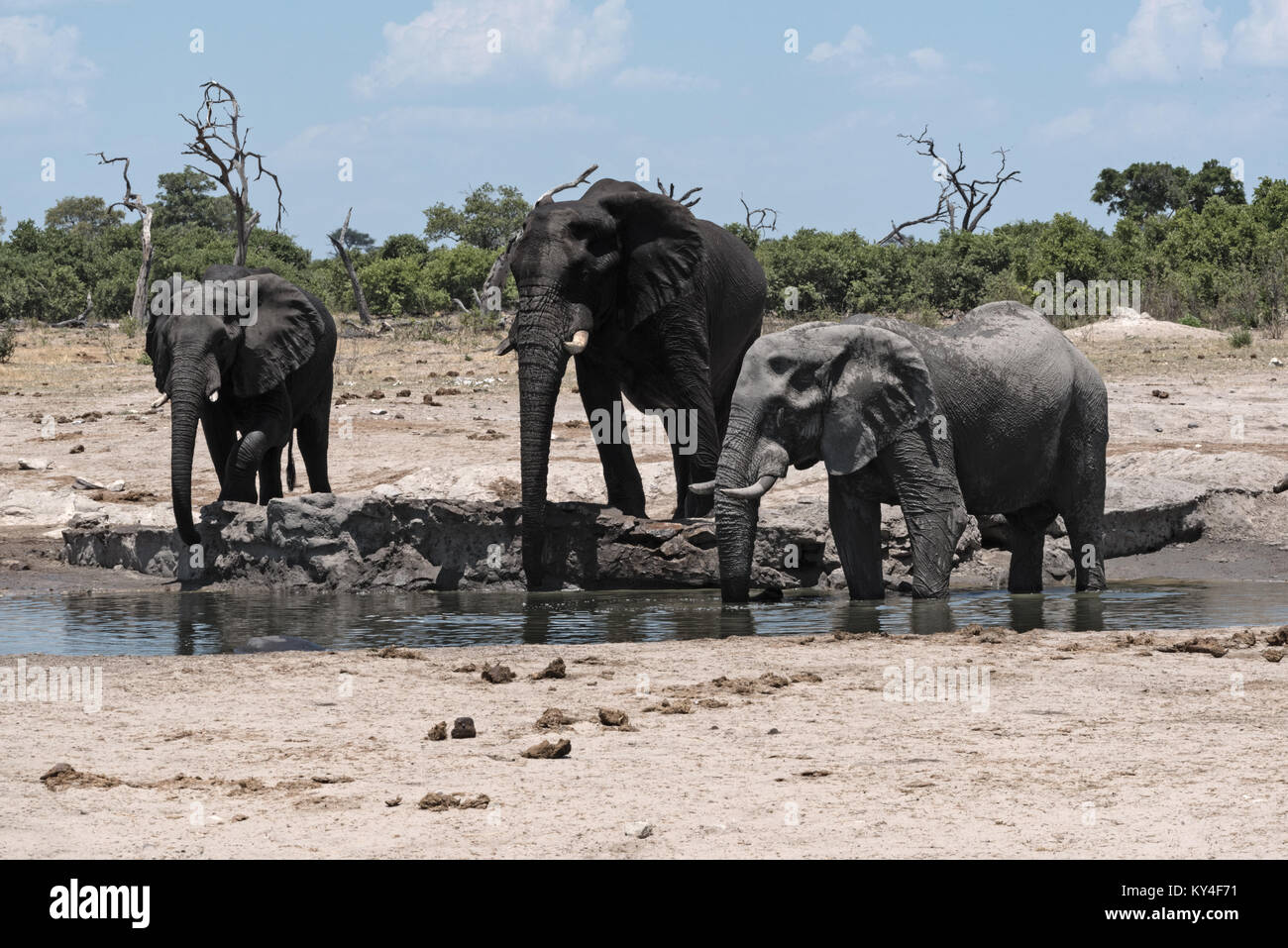 Elefant Gruppe an einem Wasserloch in Chope Nationalpark in Botsuana Stockfoto
