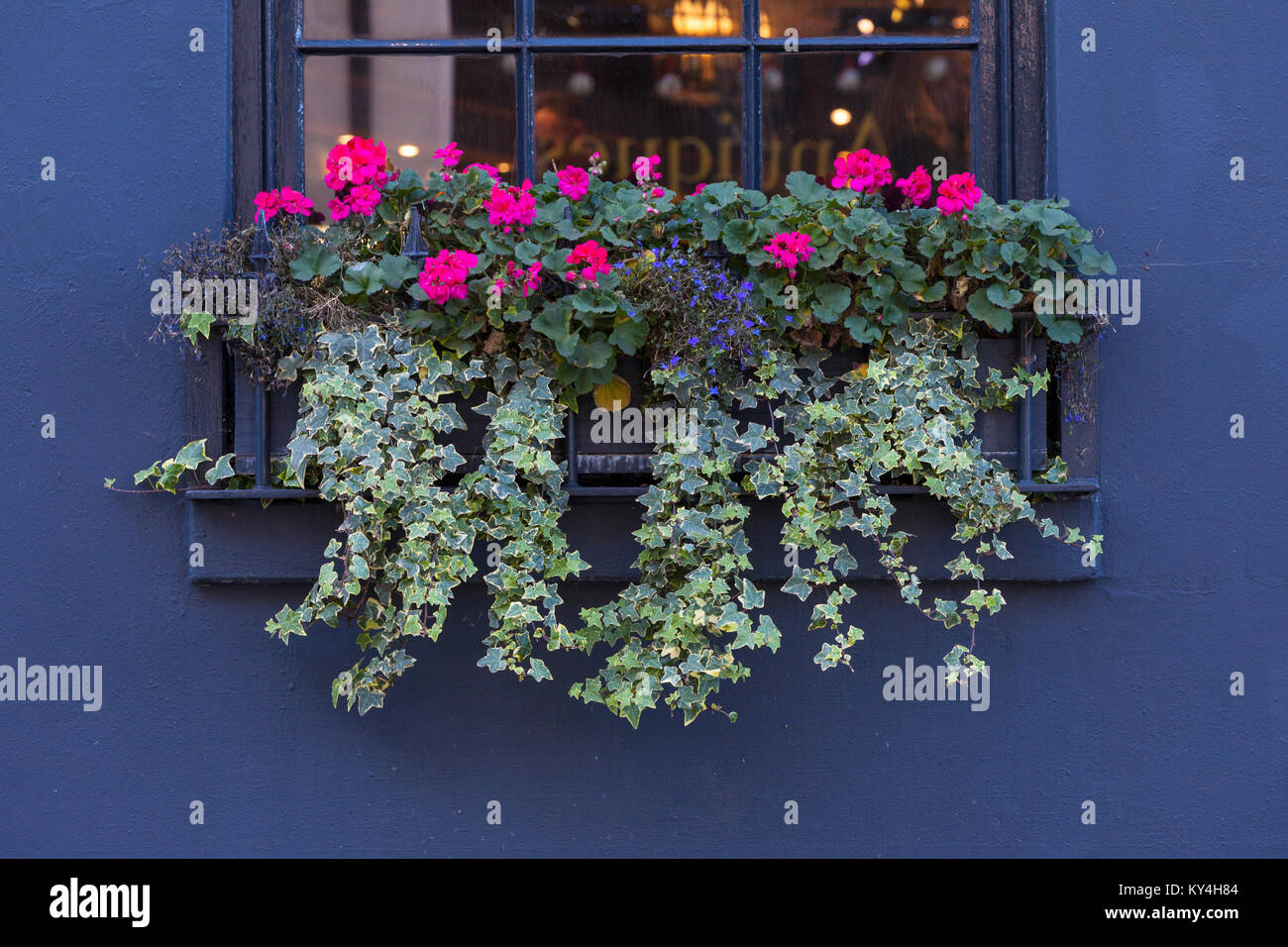 Eine schne Blume Anordnung mit Efeu und Geranien in einem viktorianischen  Fenster lila Hintergrund sitzen Stockfotografie - Alamy