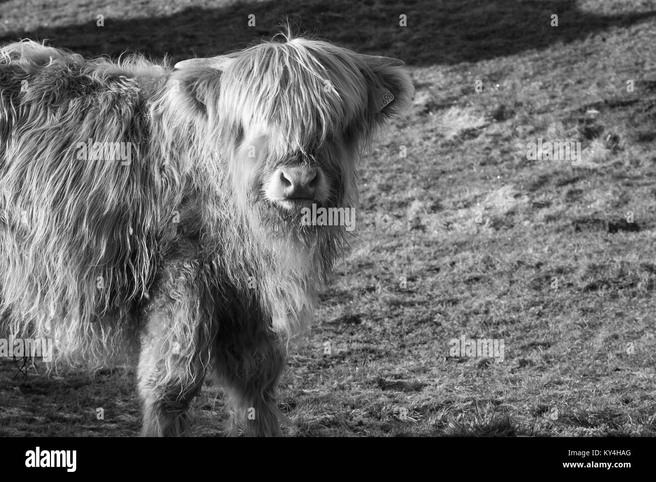 Angus Kuh Kalb Stockfoto