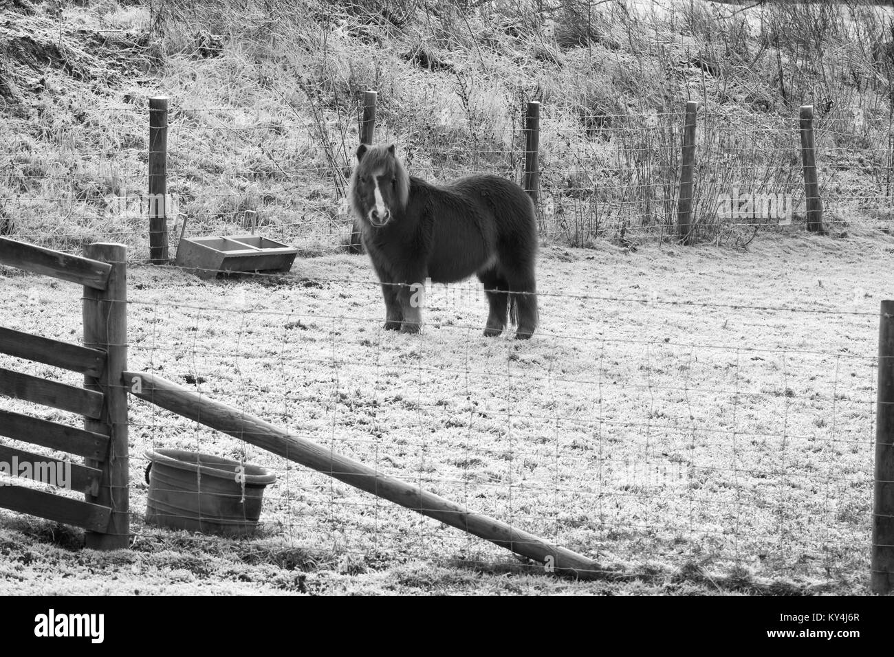 Shetland pony in der Koppel im Winter Stockfoto