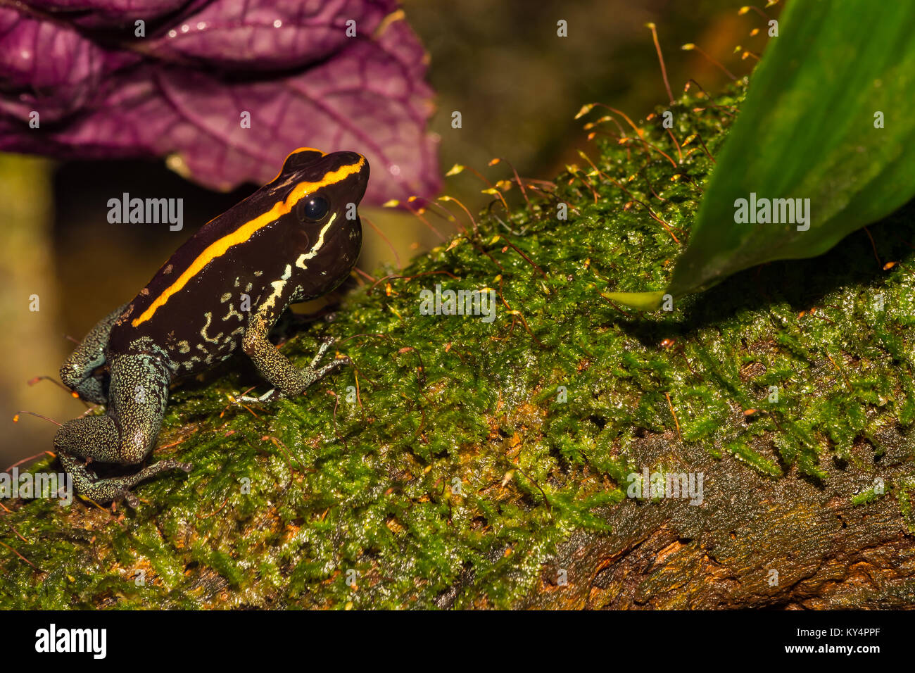 Golfodulcean Poison Dart Frog Stockfoto