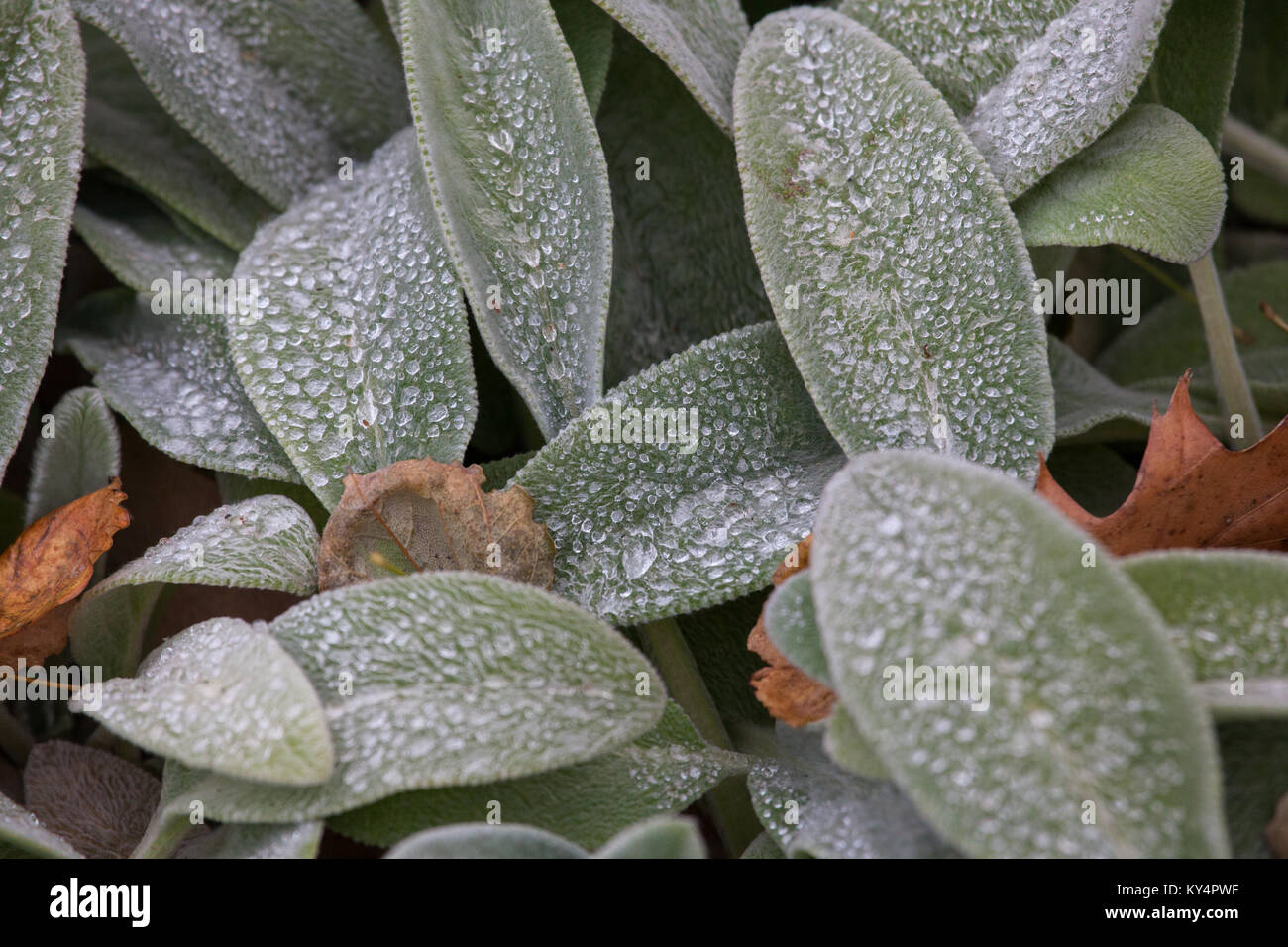 Die taufrische Lamm Ohren (Werk) Stockfoto