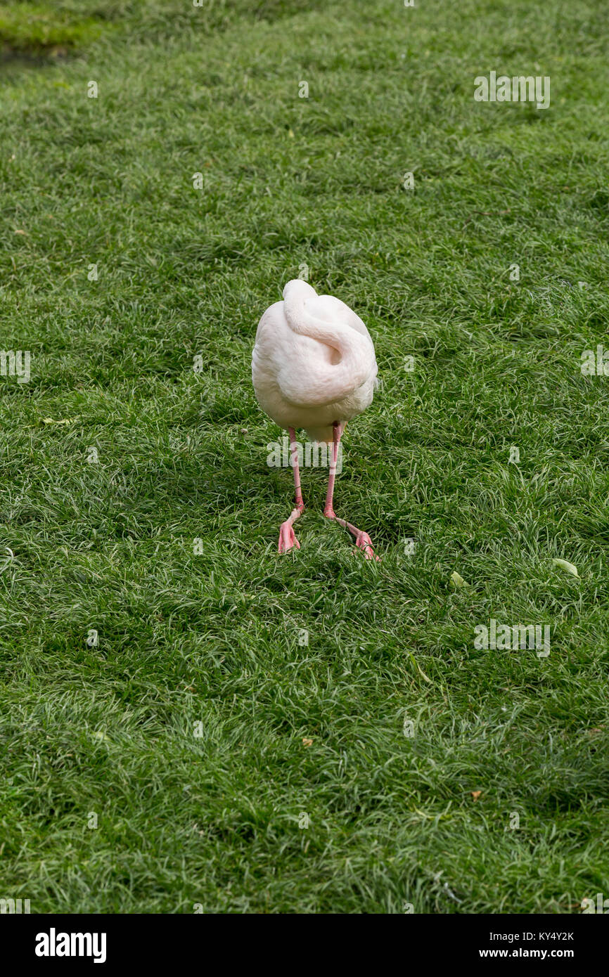 Schlafen flamingo auf frische Gräser im Frühjahr Stockfoto