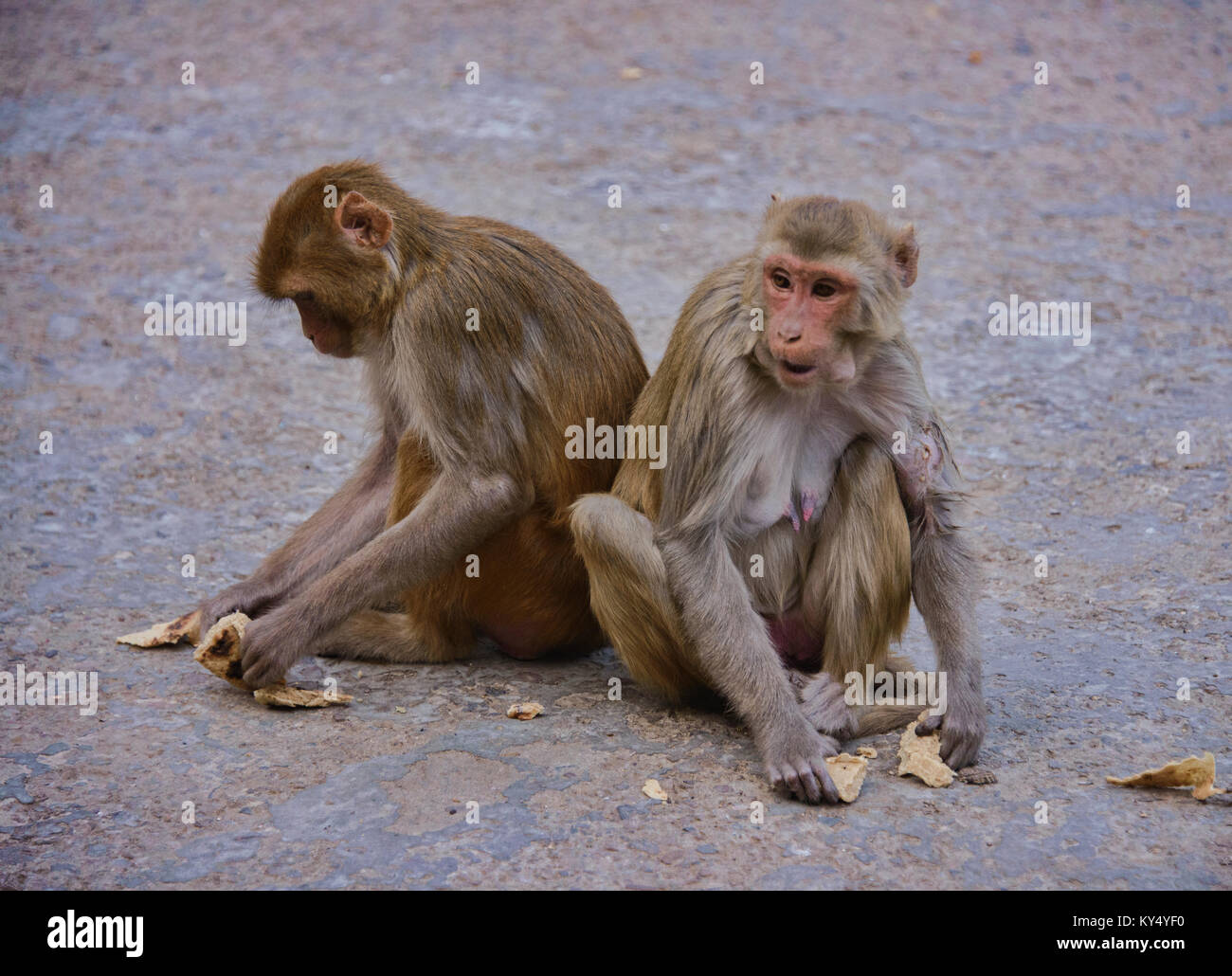 Monkey stillen im galtaji Monkey Tempel, Jaipur, Indien Stockfoto