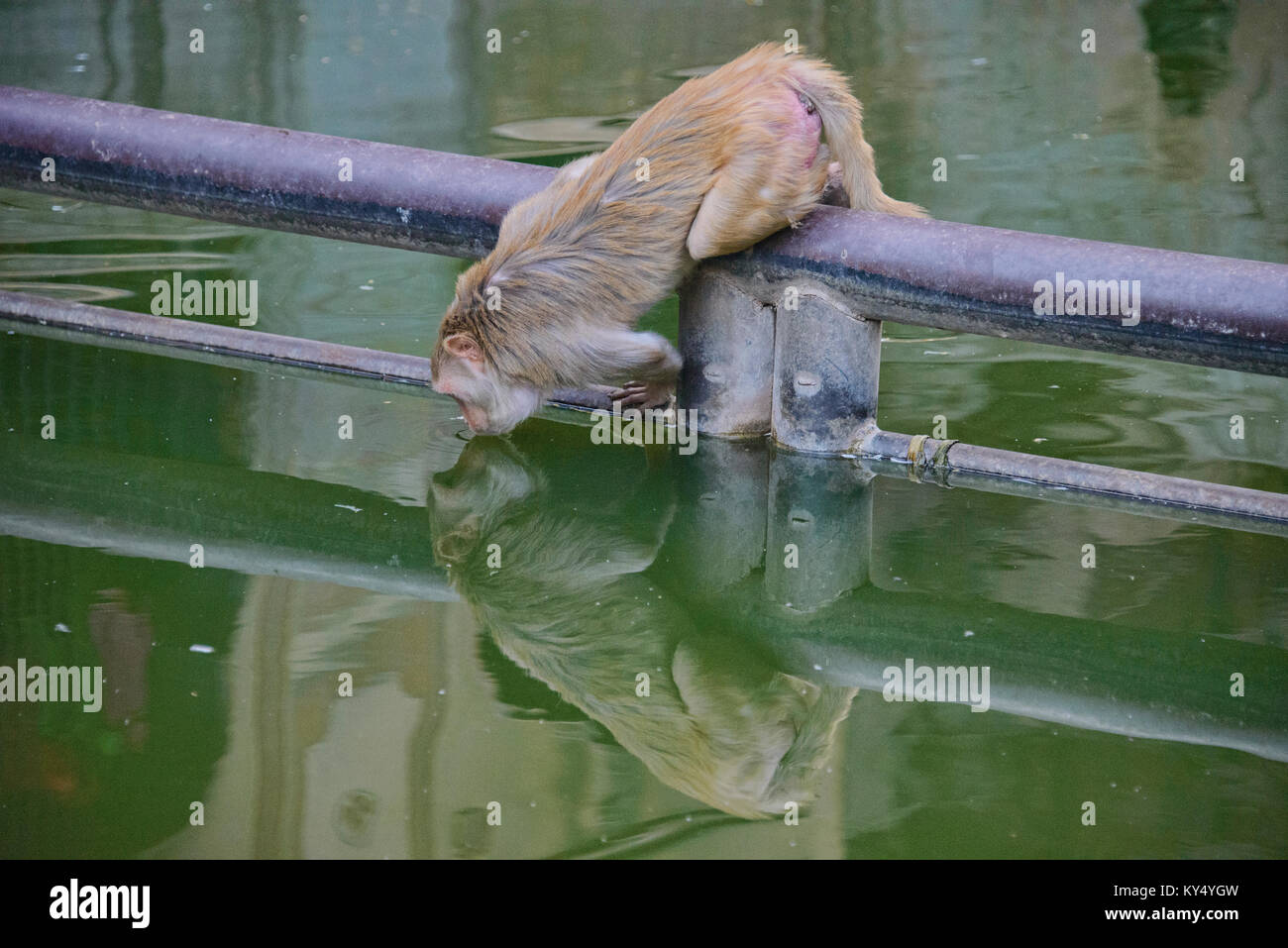Monkey stillen im galtaji Monkey Tempel, Jaipur, Indien Stockfoto