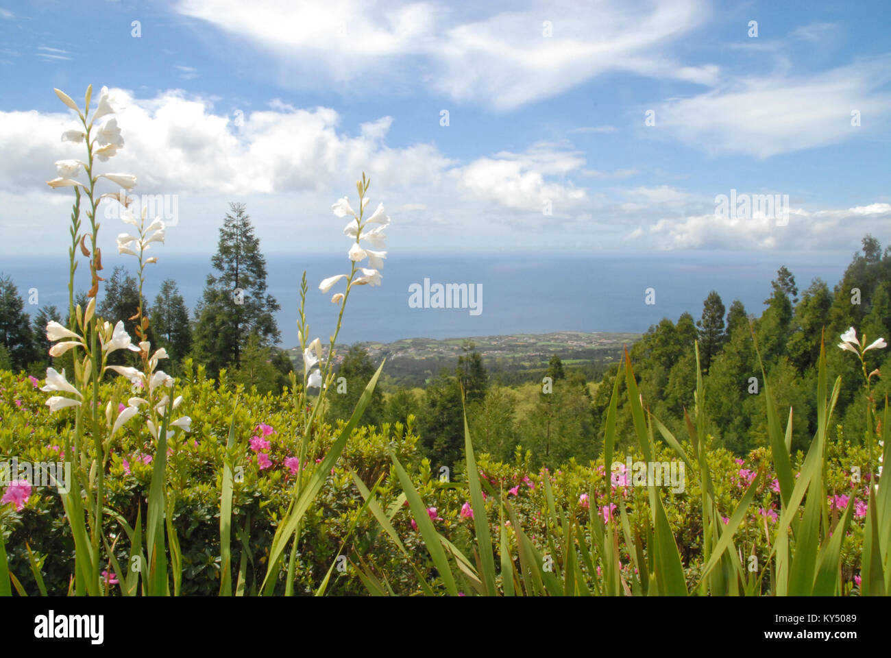 Anzeigen von Candelaria durch die Blumen am Miradouro Da Vista do Rei, Sao Miguel, Azoren, Portugal Stockfoto