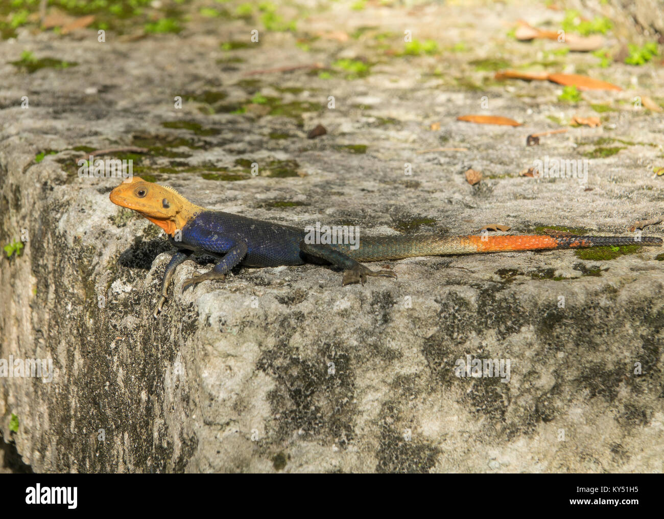 African Rainbow Lizard oder Afrikanische Rothaarige Agama Africana Stockfoto