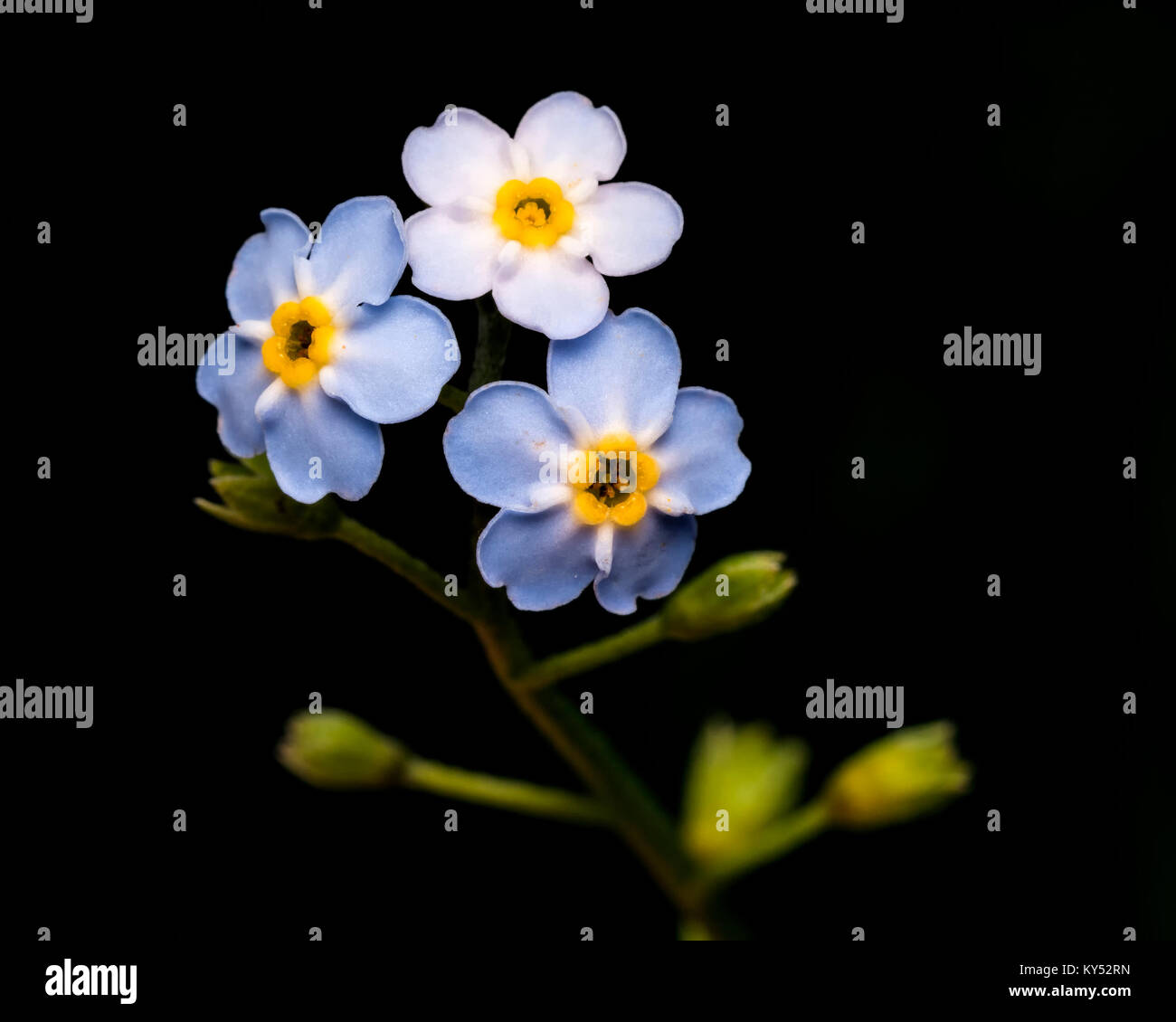 Vergissmeinnicht Blume (Myosotis arvensis) auf schwarzem Hintergrund. Thurles, Tipperary, Irland. Stockfoto