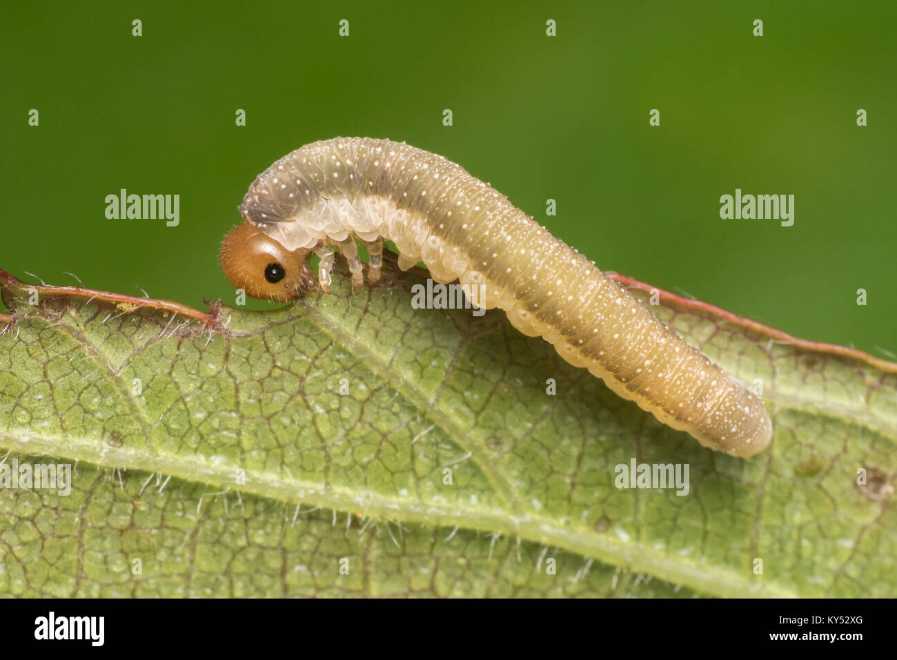 Sawfly caterpillar Fütterung auf ein dornbusch Blatt. Cahir, Tipperary, Irland. Stockfoto