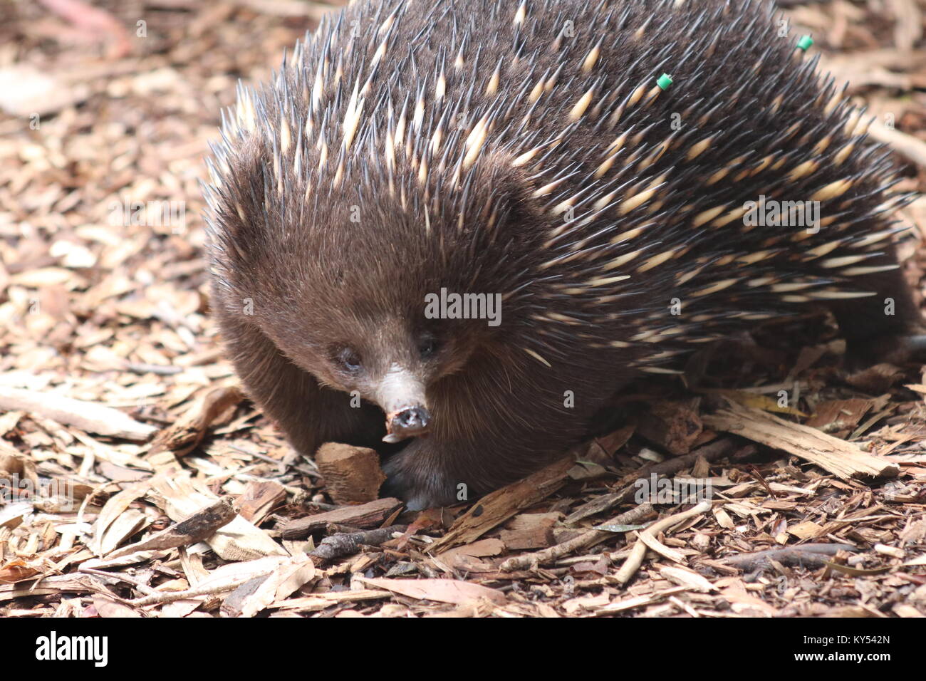 Australische Echidna Nahaufnahme Stockfoto