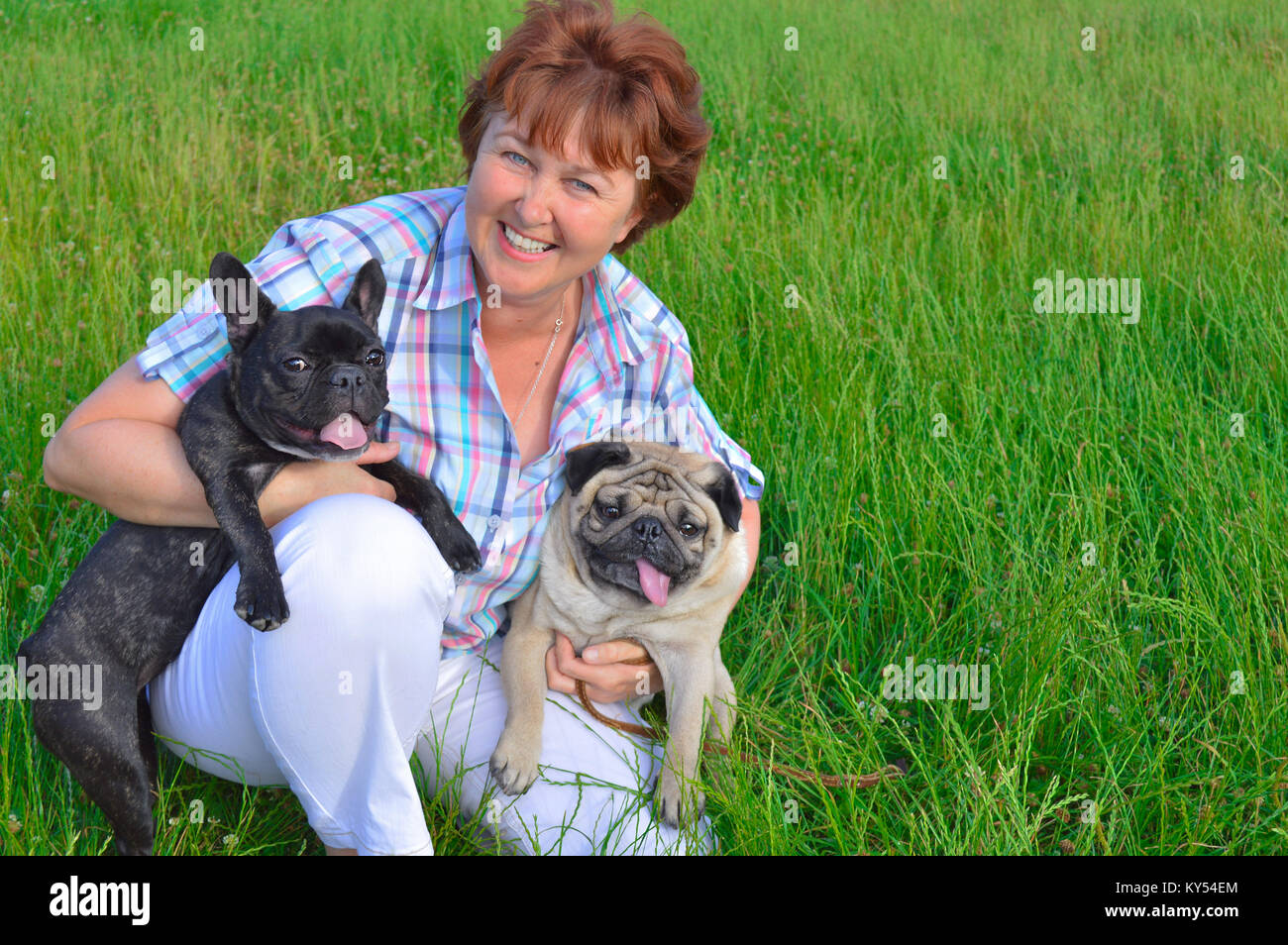 Fröhliche Frau, Mutter, Hausfrau, halten zwei Haustiere, Hunde. Schwarz, aktiv, neugierig Französische Bulldogge, beige, Rehbraun, dicke Mops. ältere Frau schaut zu. Stockfoto