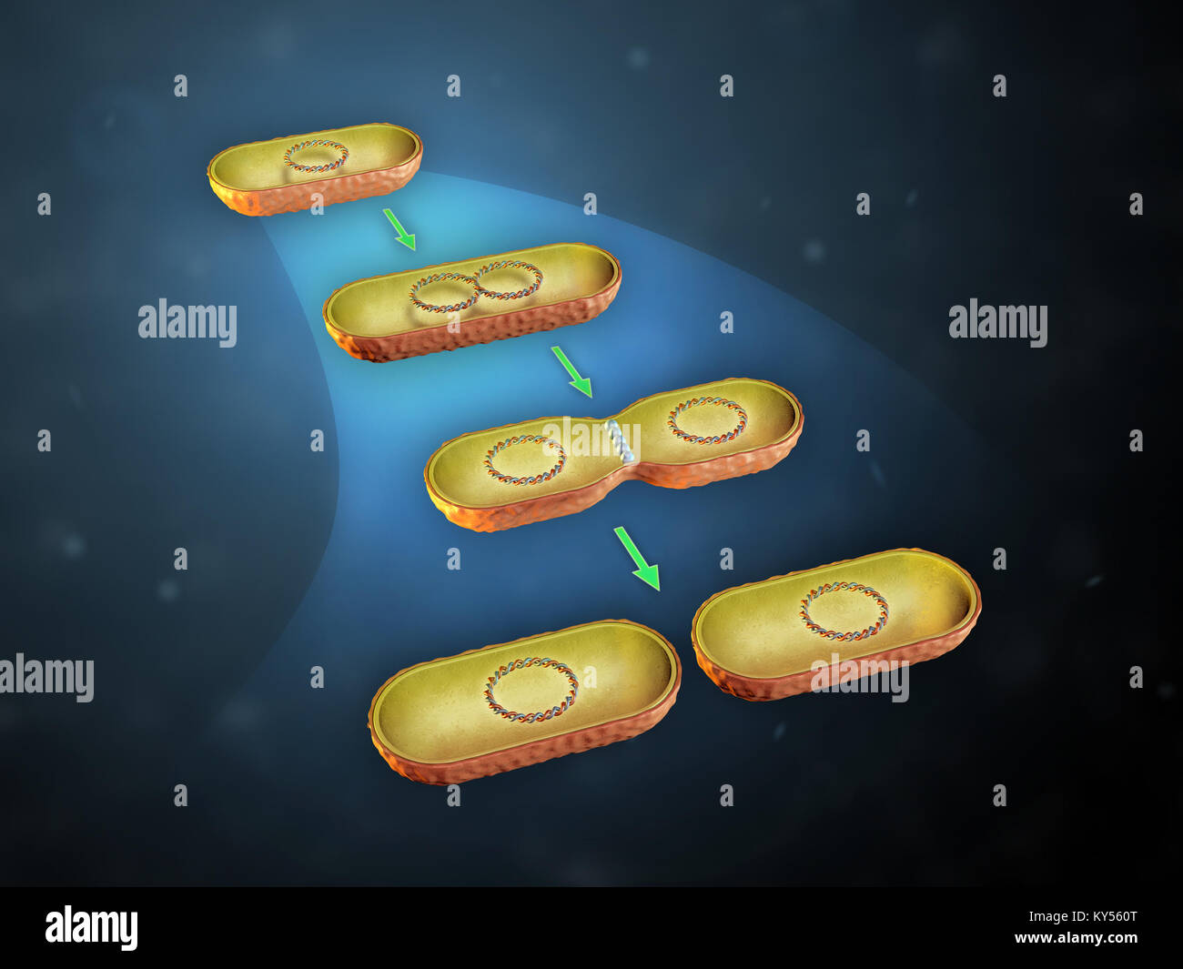 Binäre Spaltung in Bakterien. 3D-Darstellung. Stockfoto