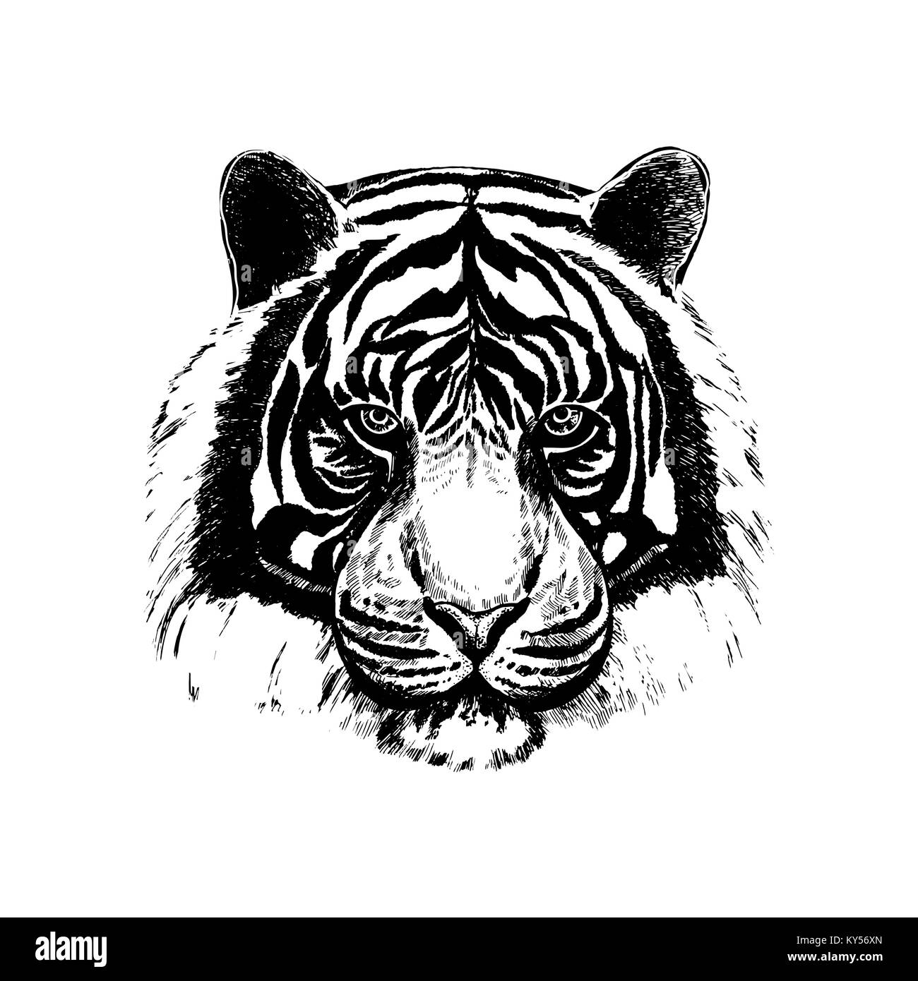 Tiger Umriss Stock Vektorgrafiken Kaufen Alamy