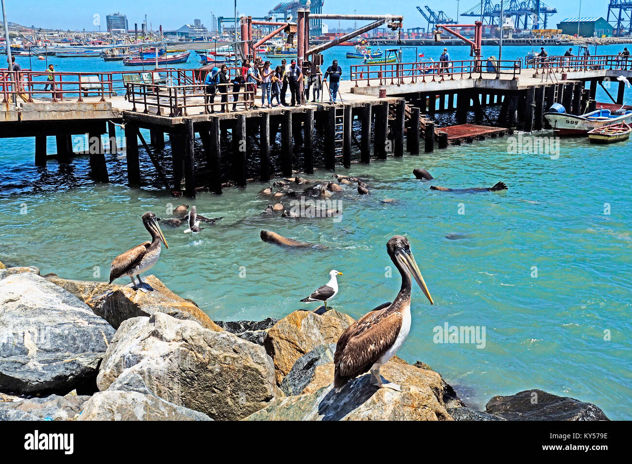 Seelöwen clustered für ein Feeding Frenzy von Fisch-reste von lokalen Fischern vom Pier in San Antonio, Chile geworfen. Stockfoto