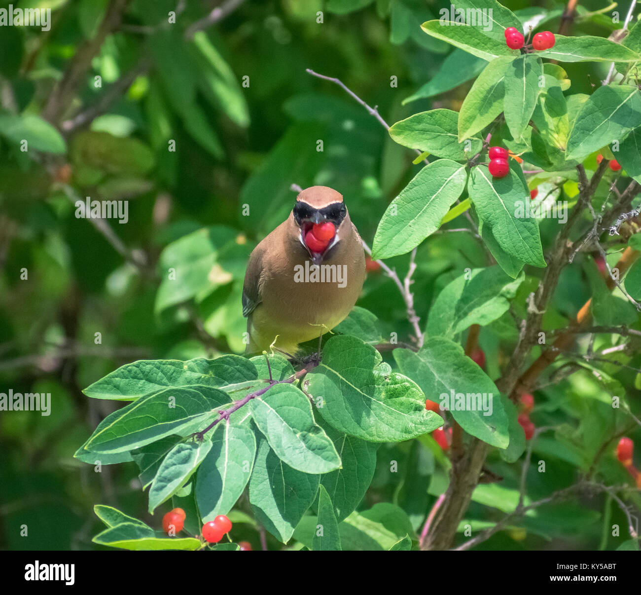 Cedwar-Wachsflügel mit Früchten im Mund Stockfoto